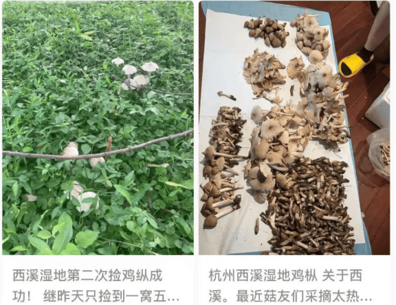 这里一批批人涌入！多平台公告：严禁开元棋牌蘑菇捡不完根本捡不完！杭州